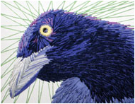 Grackle Wants a Cracker