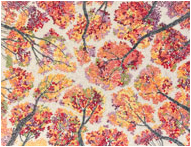 Fall Canopy